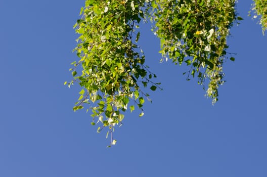 Leaves on a branch of a birch tree move against blue sky background.