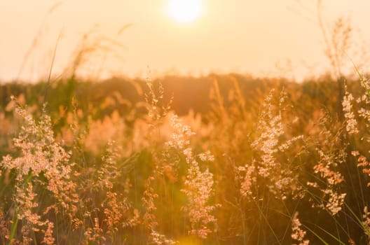 Abstract nature background with flowering grass in the meadow and sunset in the wind