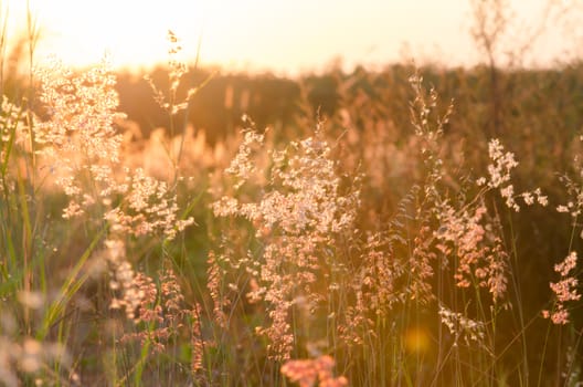 Abstract nature background with flowering grass in the meadow and sunset in the wind