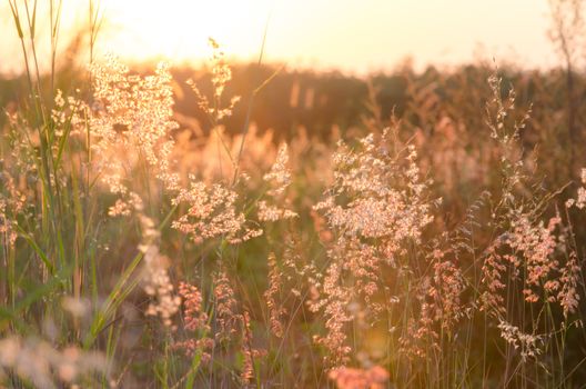 Abstract nature background with flowering grass in the meadow and sunset in the wind