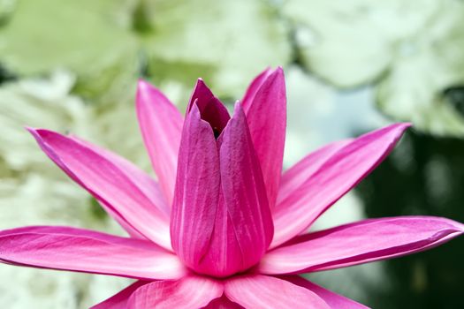 Pink Lotus Flower in Nong Nooch Garden, Thailand.