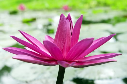 Pink Lotus in Green Pond. Pattaya, Thailand.