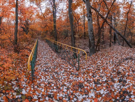 bridge across the brook dried up, in autumn forest