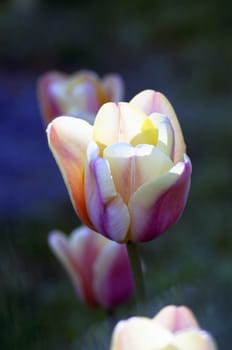 Spring background with tulips