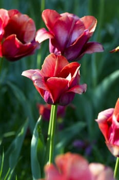 Spring background with tulips