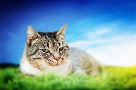 Cute cat lying on green spring grass on sunny day. Colorful, vibrant composite