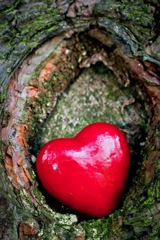 Red heart in a tree hollow. Romantic symbol of love, Valentine's Day.