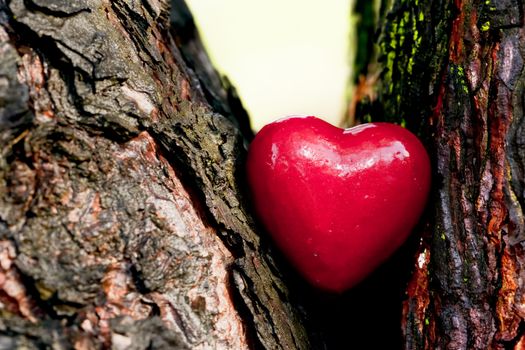 Red heart in a tree trunk. Romantic symbol of love, Valentine's Day.