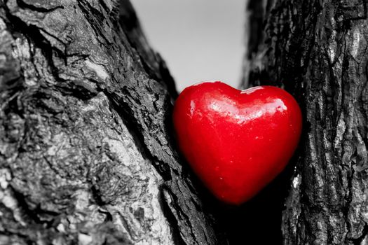 Red heart in a tree trunk. Romantic symbol of love, Valentine's Day. Black and white with red.
