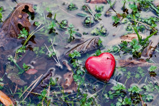 Red heart in water puddle on marshy grass, moss. Romantic symbol of love, Valentine's Day.