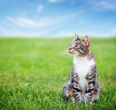 Cute cat sitting on green spring grass on sunny day. Colorful, vibrant composite