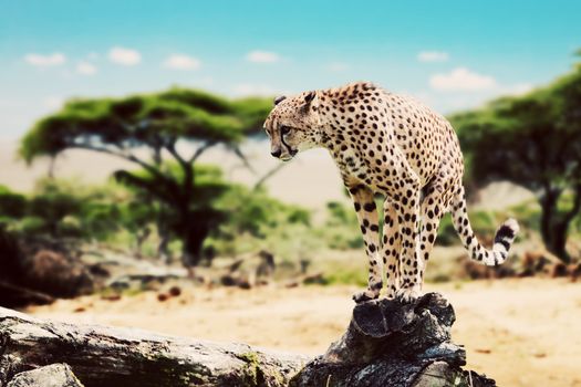 A wild cheetah about to attack, hunt, sitting on a dead tree. Safari in Serengeti, Tanzania, Africa.