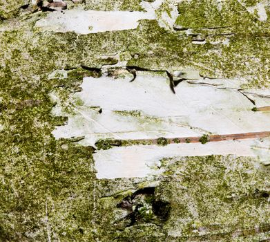 Tree bark macro with a rasped space. Wood background photograph