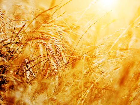 Sunny wheat field close-up. Agriculture background, golden sunset
