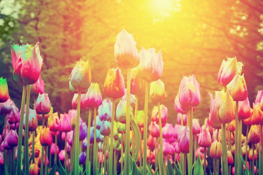 Colorful flowers, tulips in a park, garden, sun shining in spring. Vintage style 