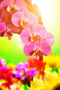 Spa, zen, wellness composition. Orchid flowers above nature green background in sun light.