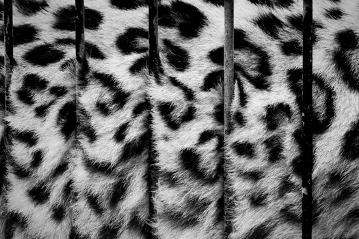 A big cat in cage, its fur behind zoo bars, captivity. Conceptual