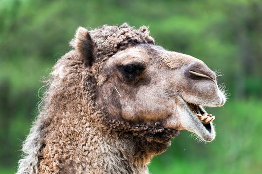 Bactrian camel portrait. Funny expression, head close up.