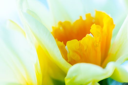 Macro image of spring flower, jonquil, daffodil. Delicate calyx, petals