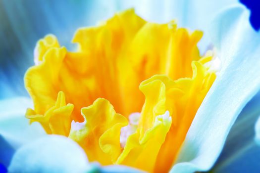 Macro image of spring flower, jonquil, daffodil. Delicate calyx, petals