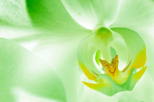 Green orchid flower close up. Blossom with focus copy-space