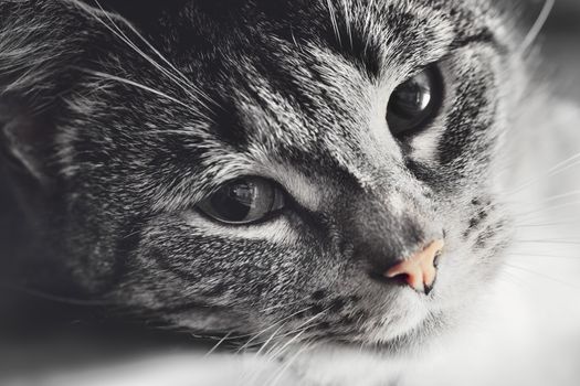 Cute cat lying in lazy, sleepy pose looking at the camera with its magnetic eyes. Close portrait. Black and white with red nose