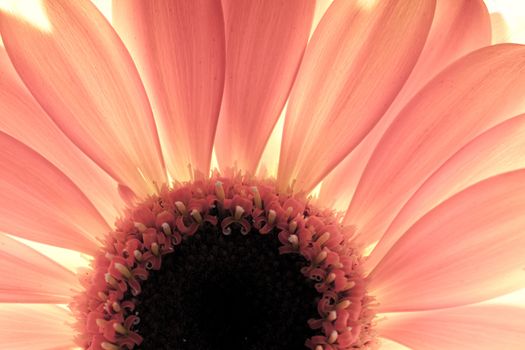 Flower close-up, sunlight from behind. Fresh, spring background