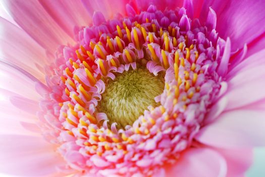 Flower close-up, sunlight from behind. Fresh, spring background