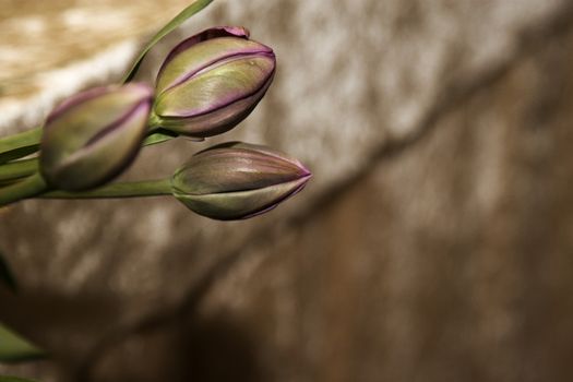 Purple Tulips against a stone wall background