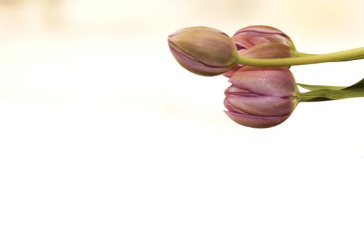 Closed Purple Tulips against a white background