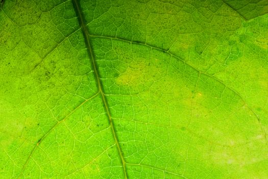 Green leaf close-up background. Natural structure of veins, high resolution. 