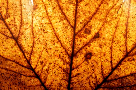 Red and yellow autumn maple leaf background. Natural structure of veins, high resolution. 