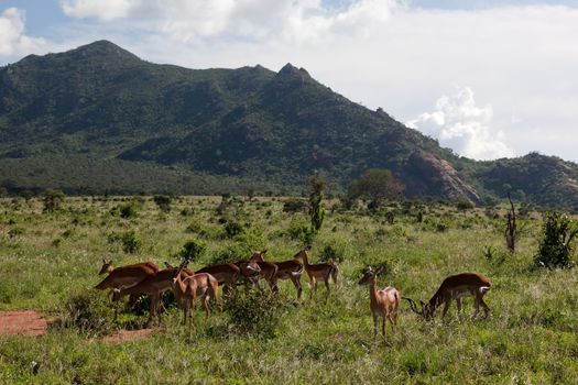 Impala's herd on savanna in Africa. Safari in Serengeti, Tanzania
