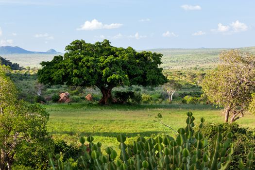 Lush savanna, bush landscape in Africa. Tsavo West, Kenya.