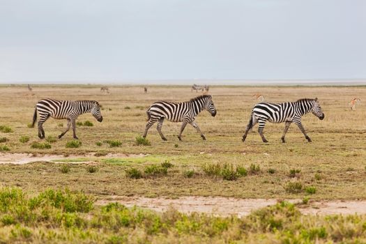 Zebras herd on savanna, Africa. Safari in Serengeti, Tanzania