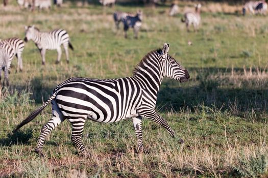 Zebra on savanna, Africa. Safari in Serengeti, Tanzania