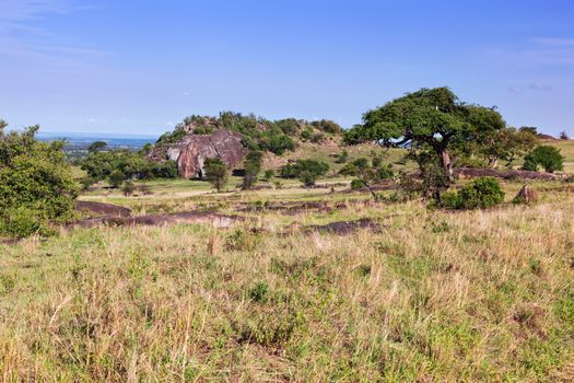 Grassy savanna, bush. Landscape of Africa. Tsavo West, Kenya.