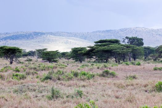 Savanna plain landscape in Africa, Serengeti, Tanzania. 