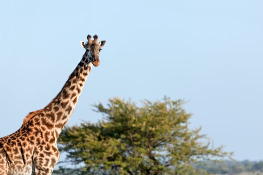 Giraffe on savanna portrait. Safari in Serengeti, Tanzania, Africa