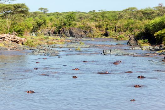 River with hippo, hippopotamus group. Safari in Serengeti, Tanzania, Africa