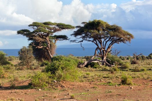 Savanna landscape and its flora in Africa, Amboseli, Kenya 