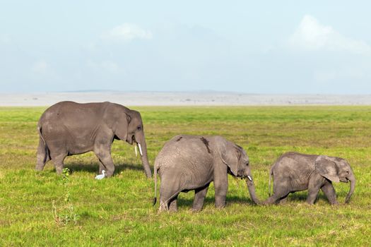 Elephants herd, family on African savanna. Safari in Amboseli, Kenya, Africa