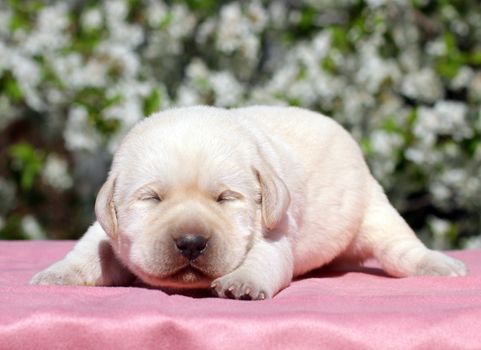 newborn happy yellow labrador puppy in spring