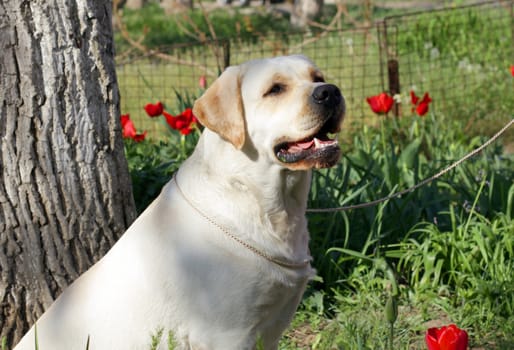 yellow labrador sitting at the blossom tree in spring