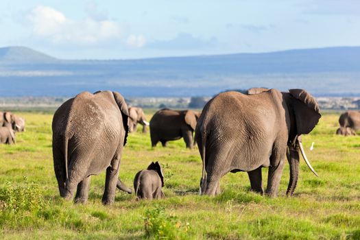 Elephants herd on African savanna walking towards Mount Kilimanjaro. Safari in Amboseli, Kenya, Africa