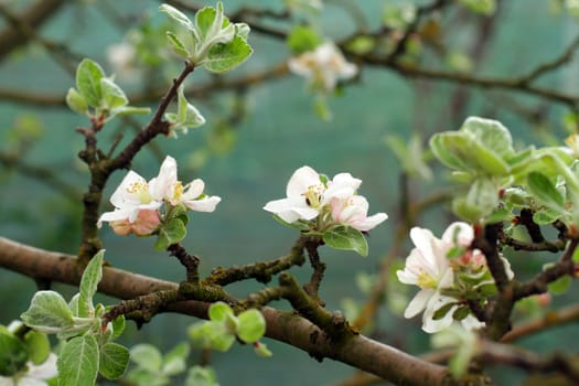 apple blossoms in spring in the garden