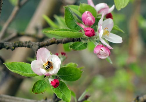 Blooming apple tree in the garden in spring