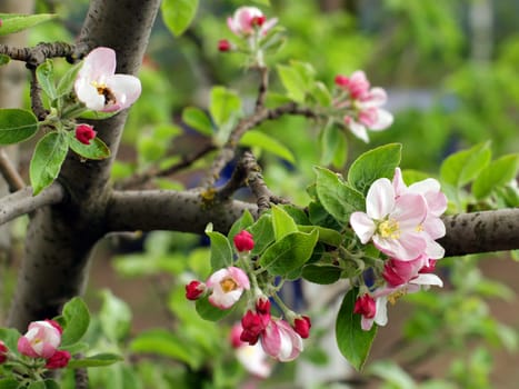 Blooming apple tree in the garden