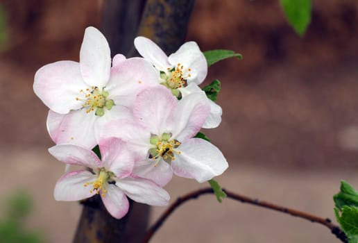 Blooming apple tree in garden in spring