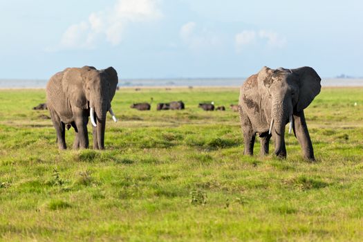 Elephants herd on African savanna. Safari in Amboseli, Kenya, Africa